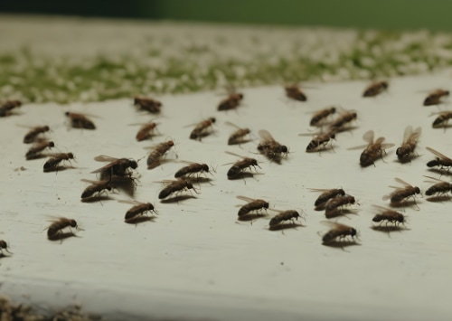 Prévenir les infestations de mouches et de moucherons : mesures préventives