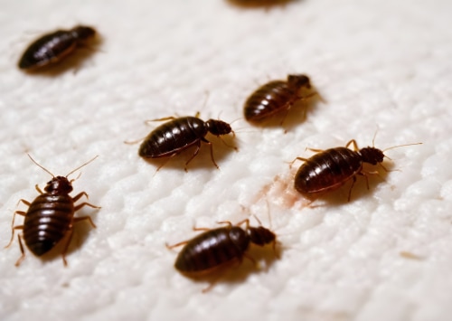 Comment prévenir et traiter les infestations de punaises de lit dans votre matelas