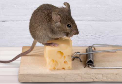 Les meilleurs appâts pour piéger les rats et éliminer les nuisibles - Guide pratique